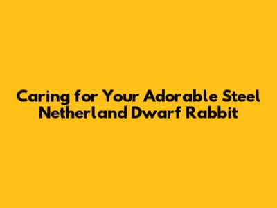 Caring for Your Adorable Steel Netherland Dwarf Rabbit
