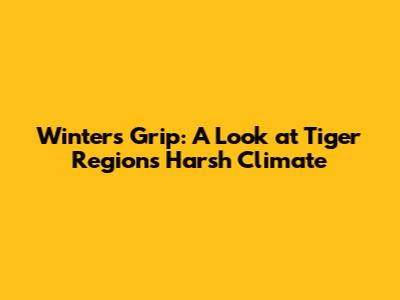 Winter's Grip: A Look at Tiger Region's Harsh Climate